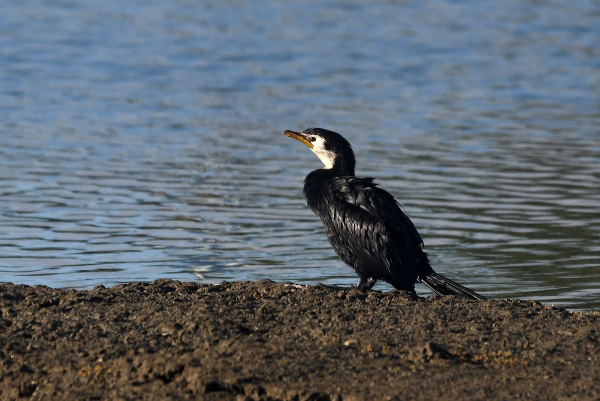 Little Pied Cormorant - Isabel Apkarian