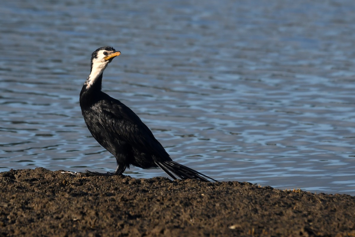 Little Pied Cormorant - Isabel Apkarian