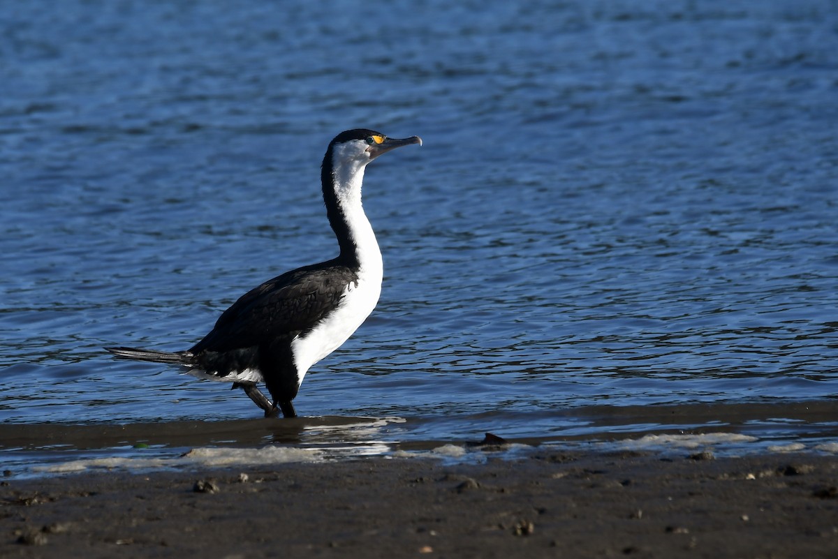 Pied Cormorant - ML614903559