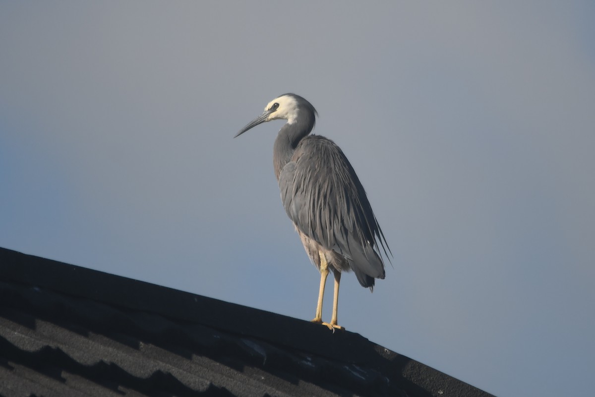 White-faced Heron - Isabel Apkarian