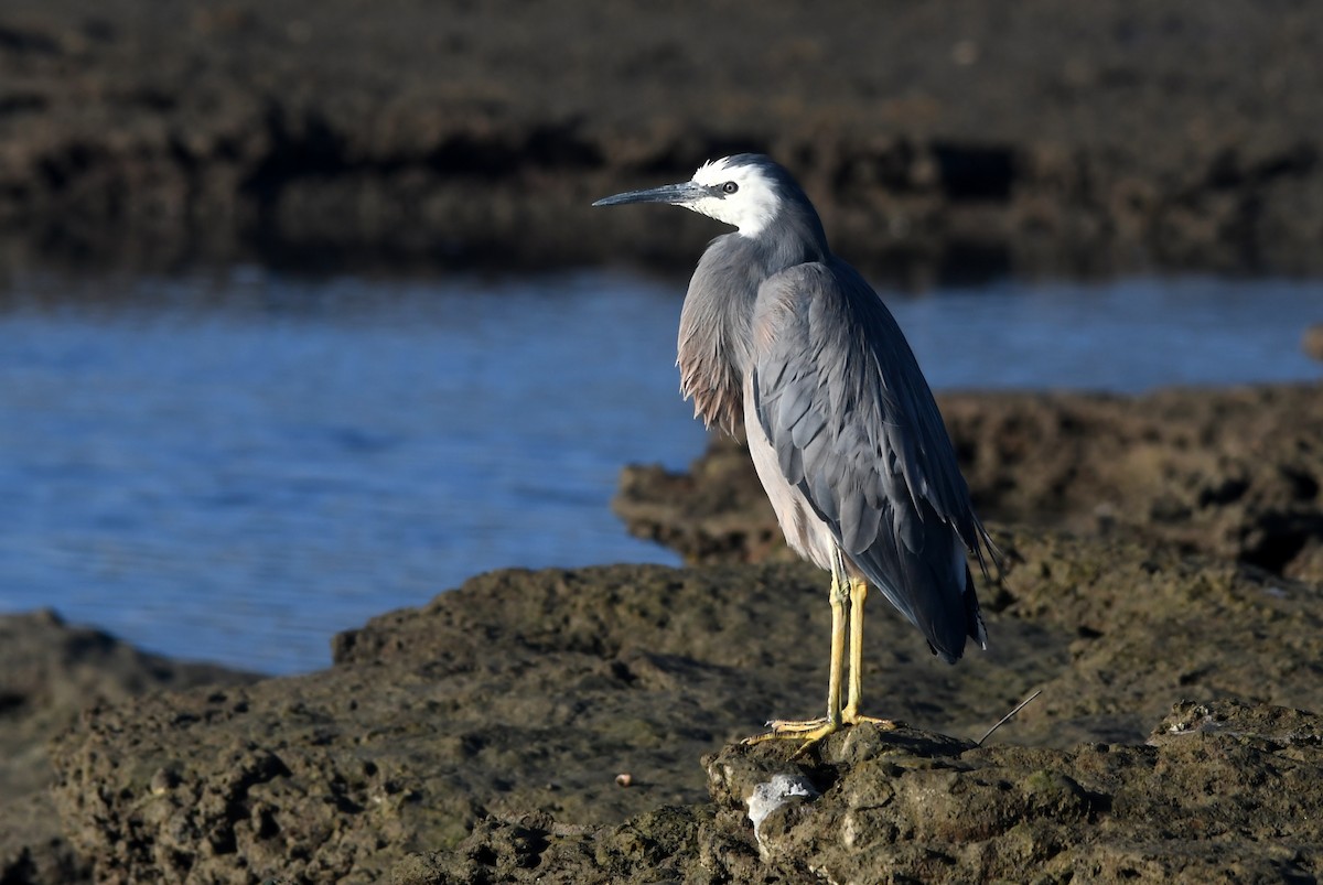 White-faced Heron - ML614903565