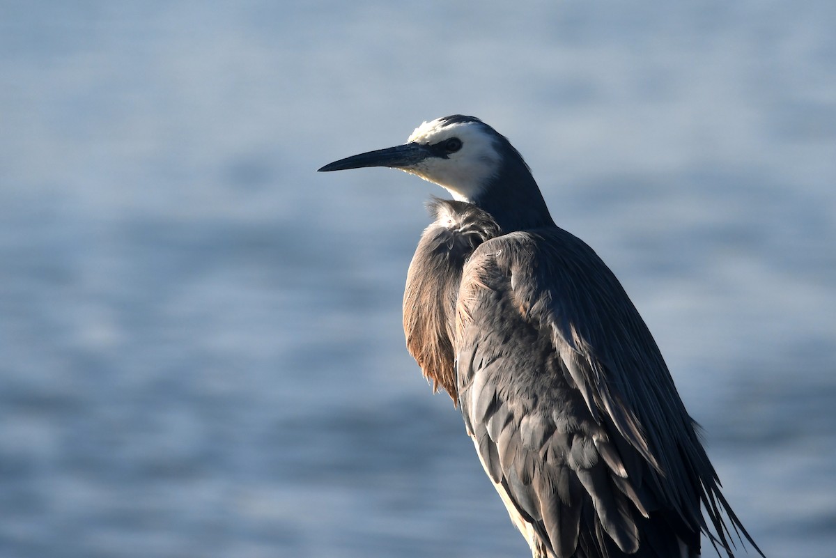 White-faced Heron - ML614903566