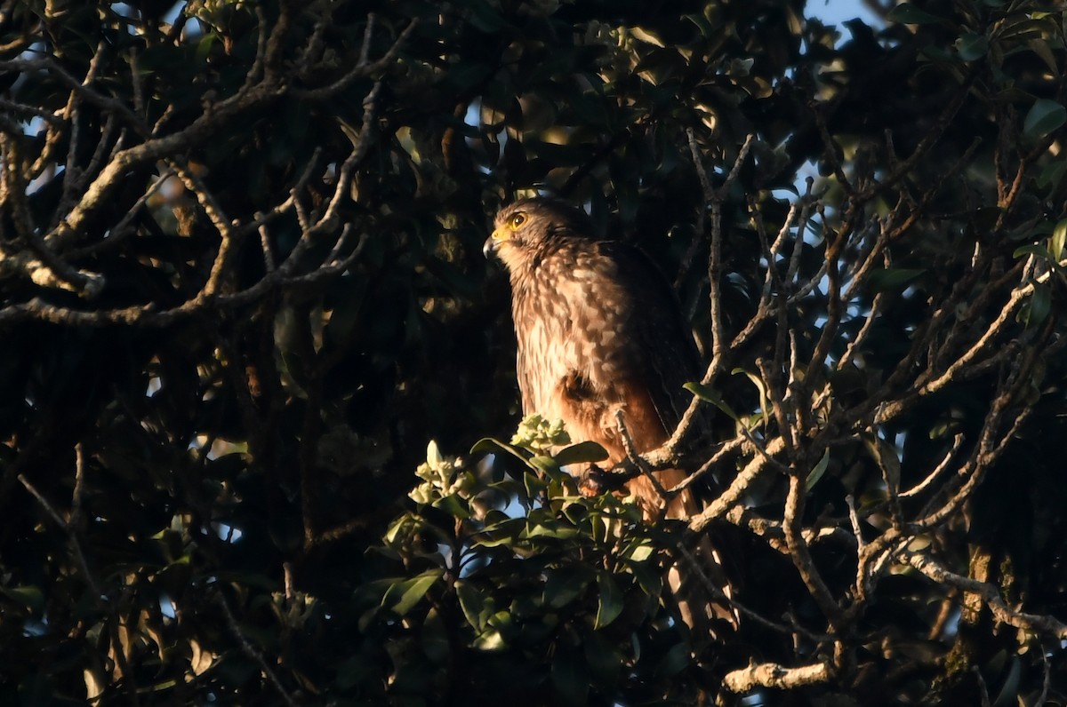 New Zealand Falcon - Isabel Apkarian