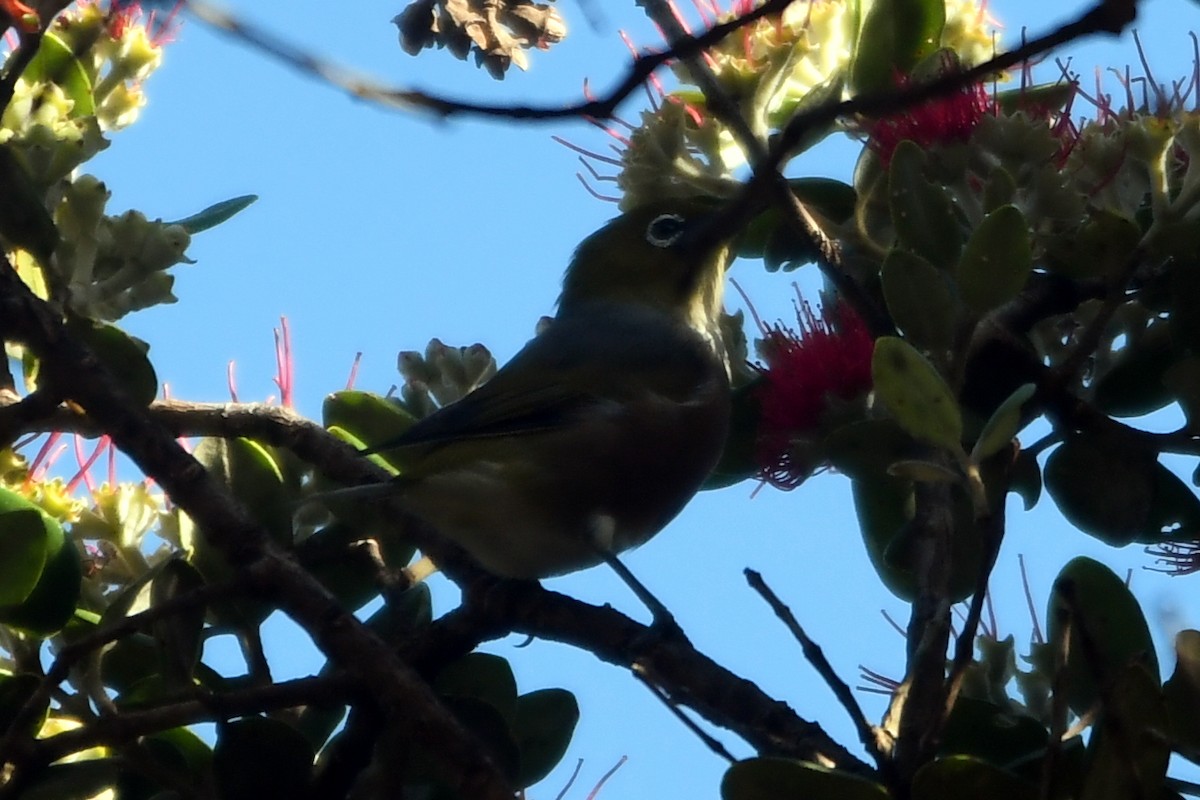 Silvereye - Isabel Apkarian