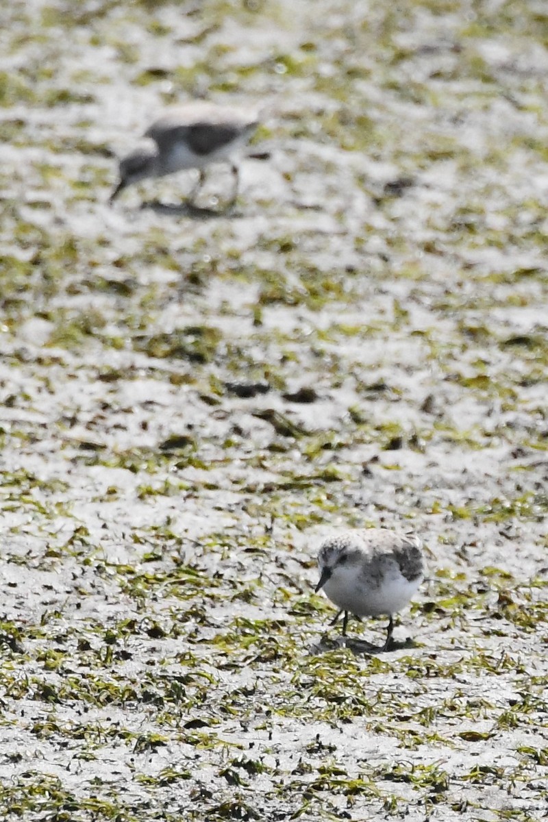 Red-necked Stint - ML614903772