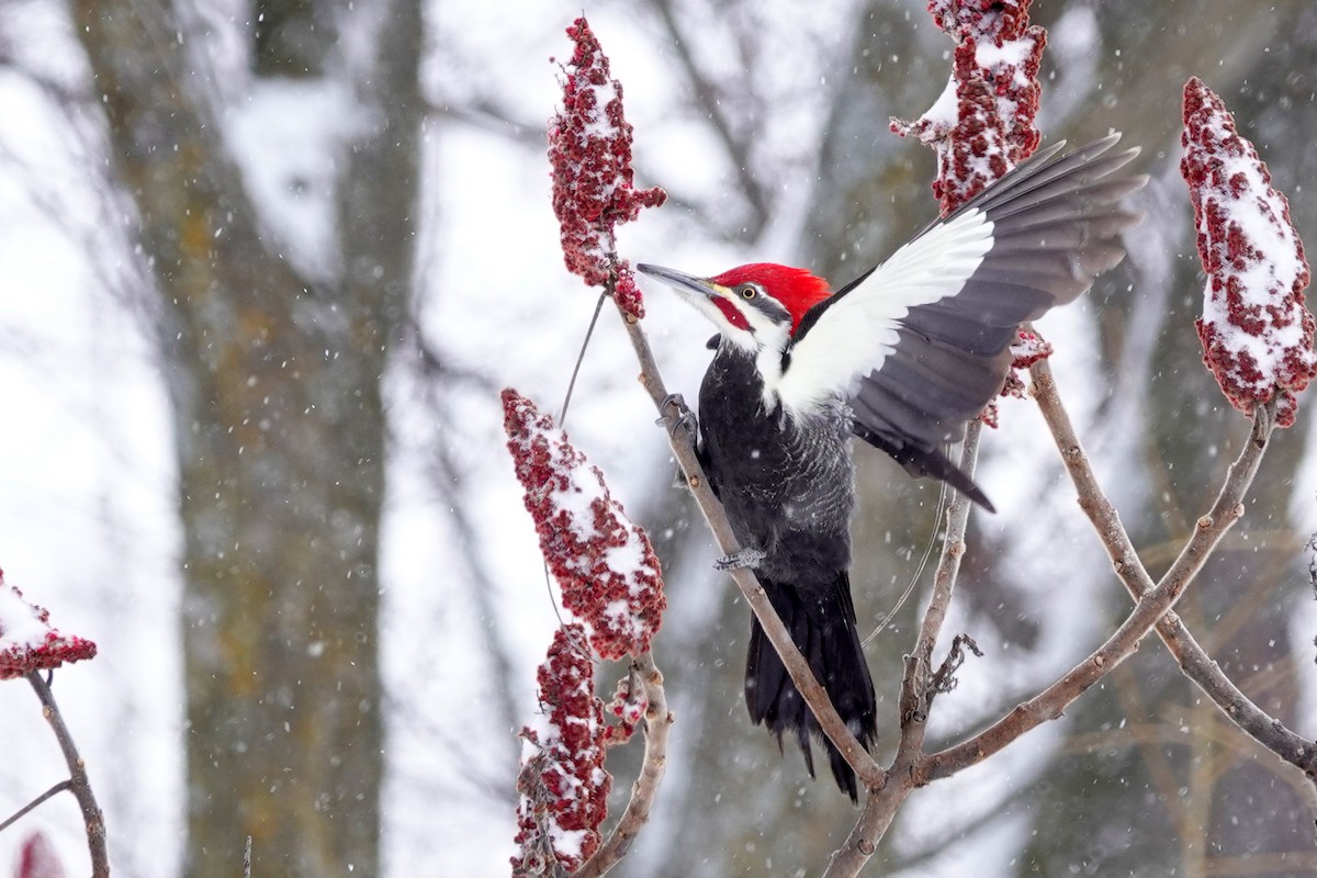 Pileated Woodpecker - ML614903778