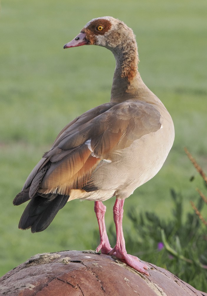 Egyptian Goose - ML614903838