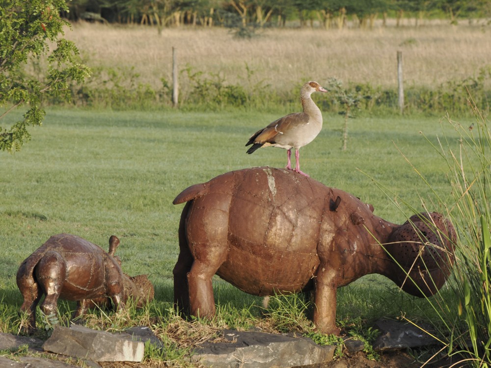 Egyptian Goose - ML614903839