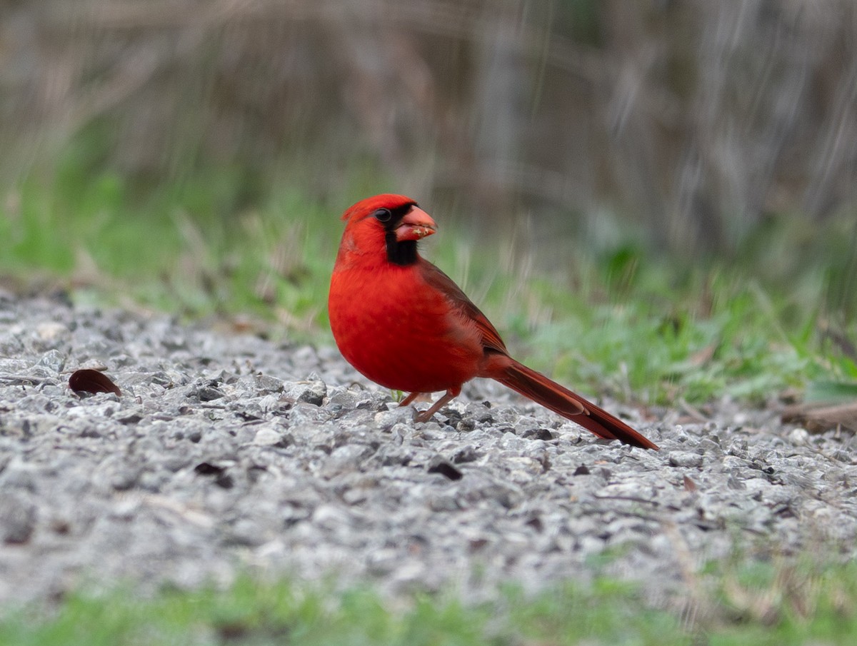 Northern Cardinal - ML614903864