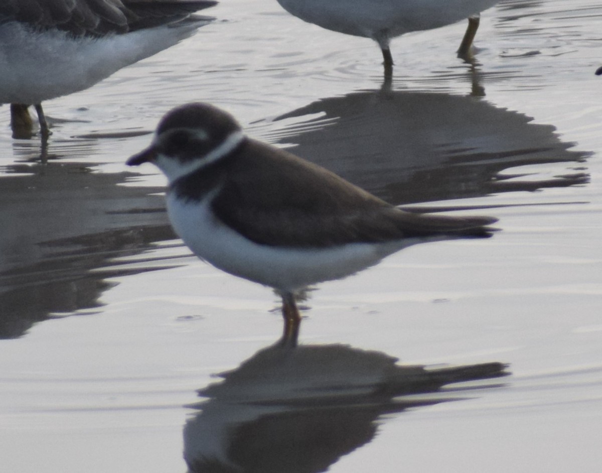 Semipalmated Plover - ML614903903