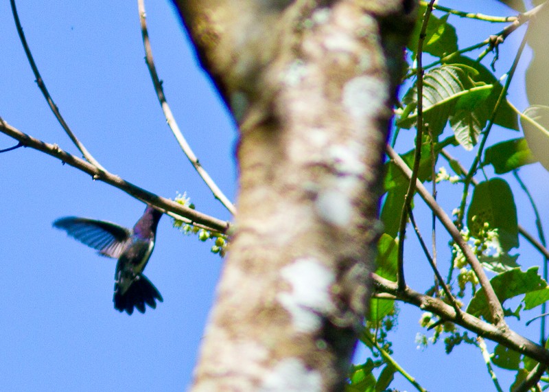 kolibřík safírový - ML614903923