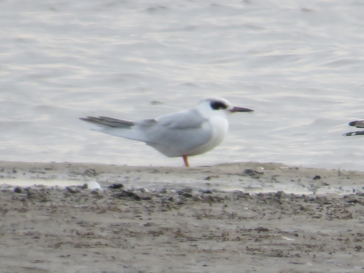 Forster's Tern - Randy Fisher