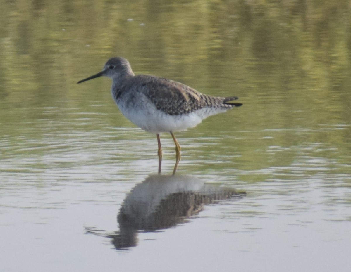 Greater Yellowlegs - ML614903954