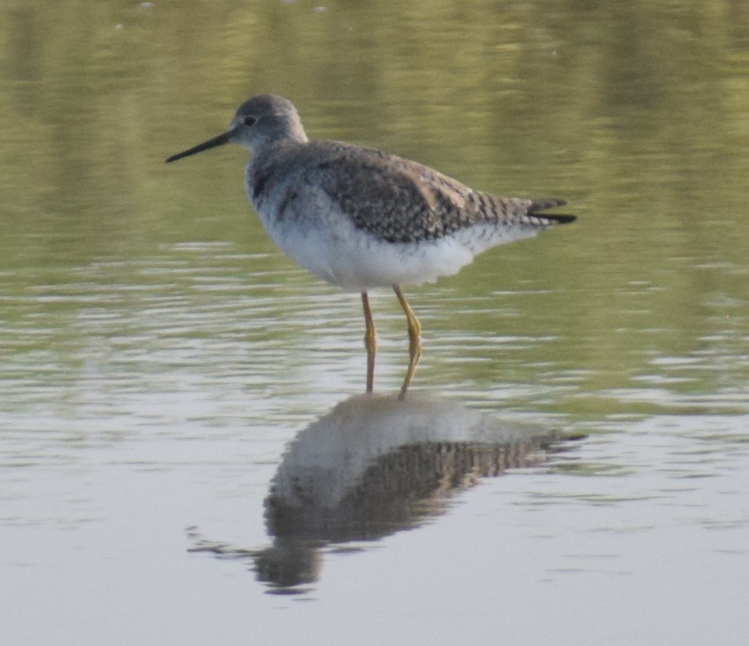 Greater Yellowlegs - ML614903955