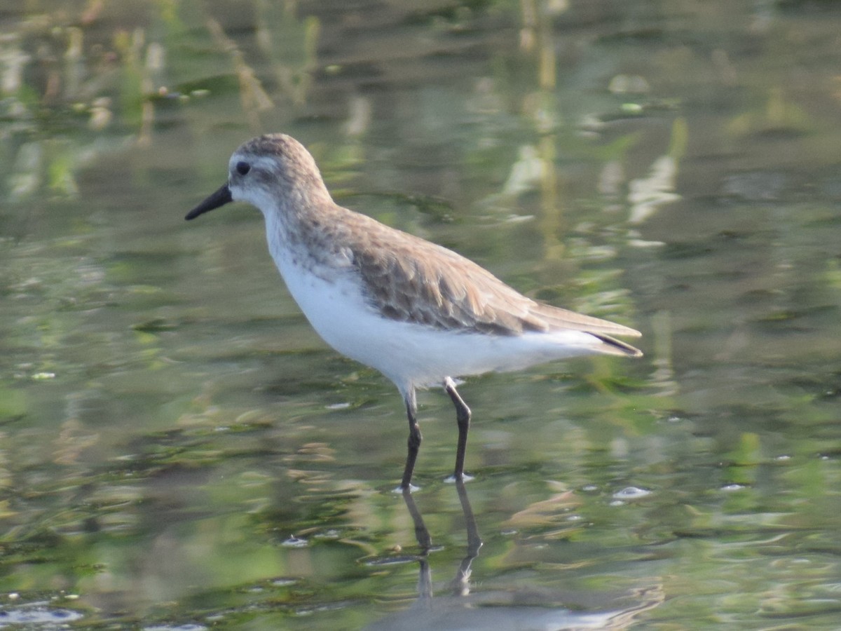 Semipalmated Sandpiper - ML614904002