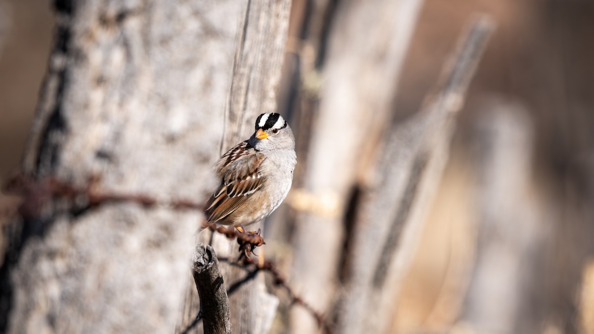 White-crowned Sparrow - Jackie Sayet