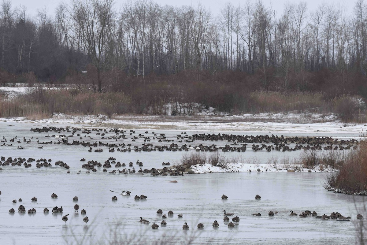 Canada Goose - ML614904044