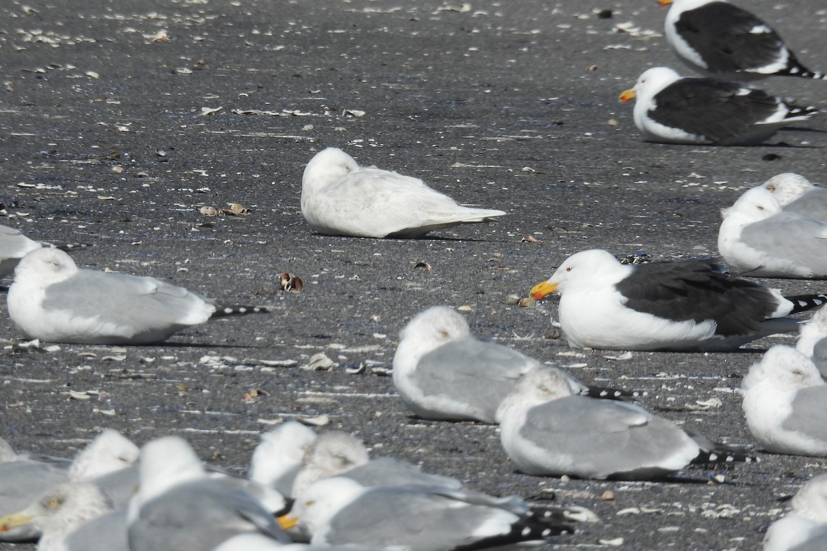 Iceland Gull - ML614904056