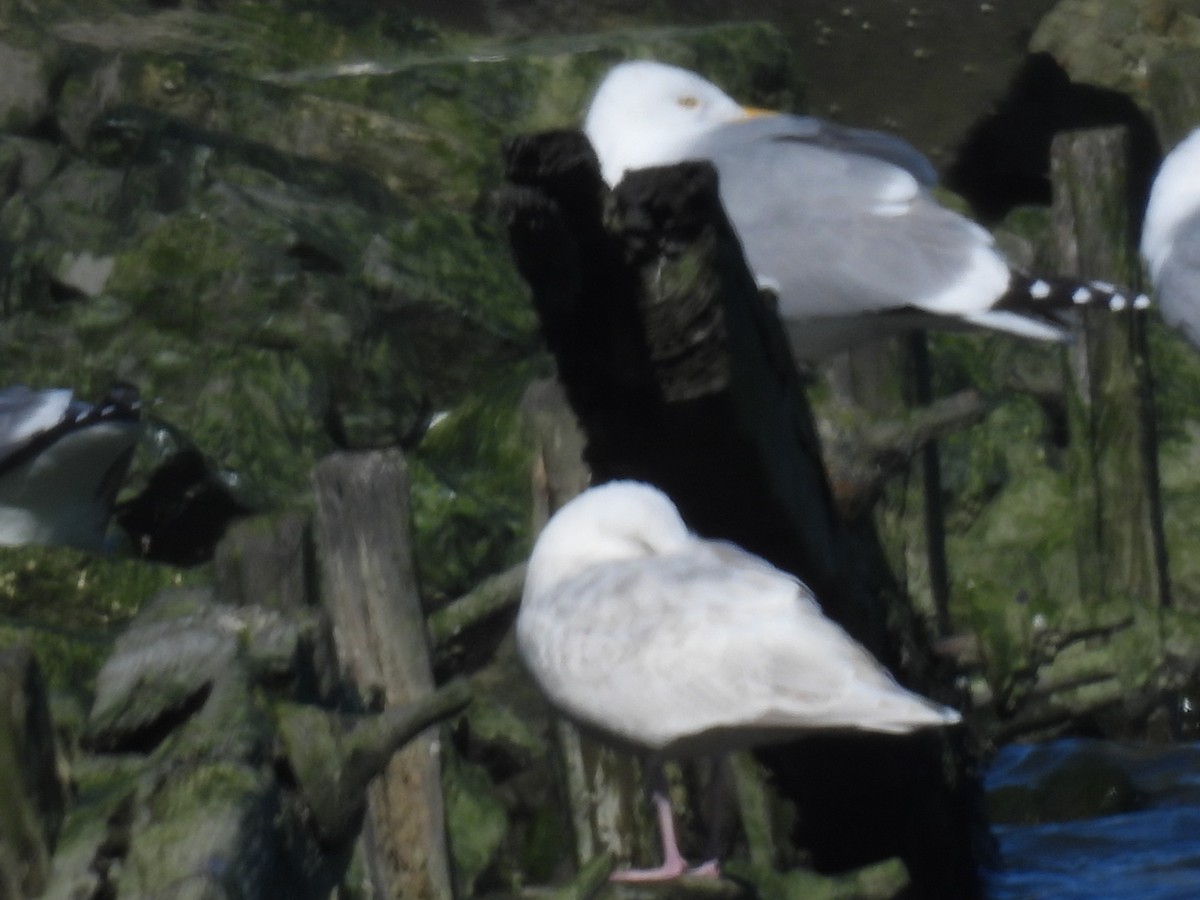 Iceland Gull - ML614904057