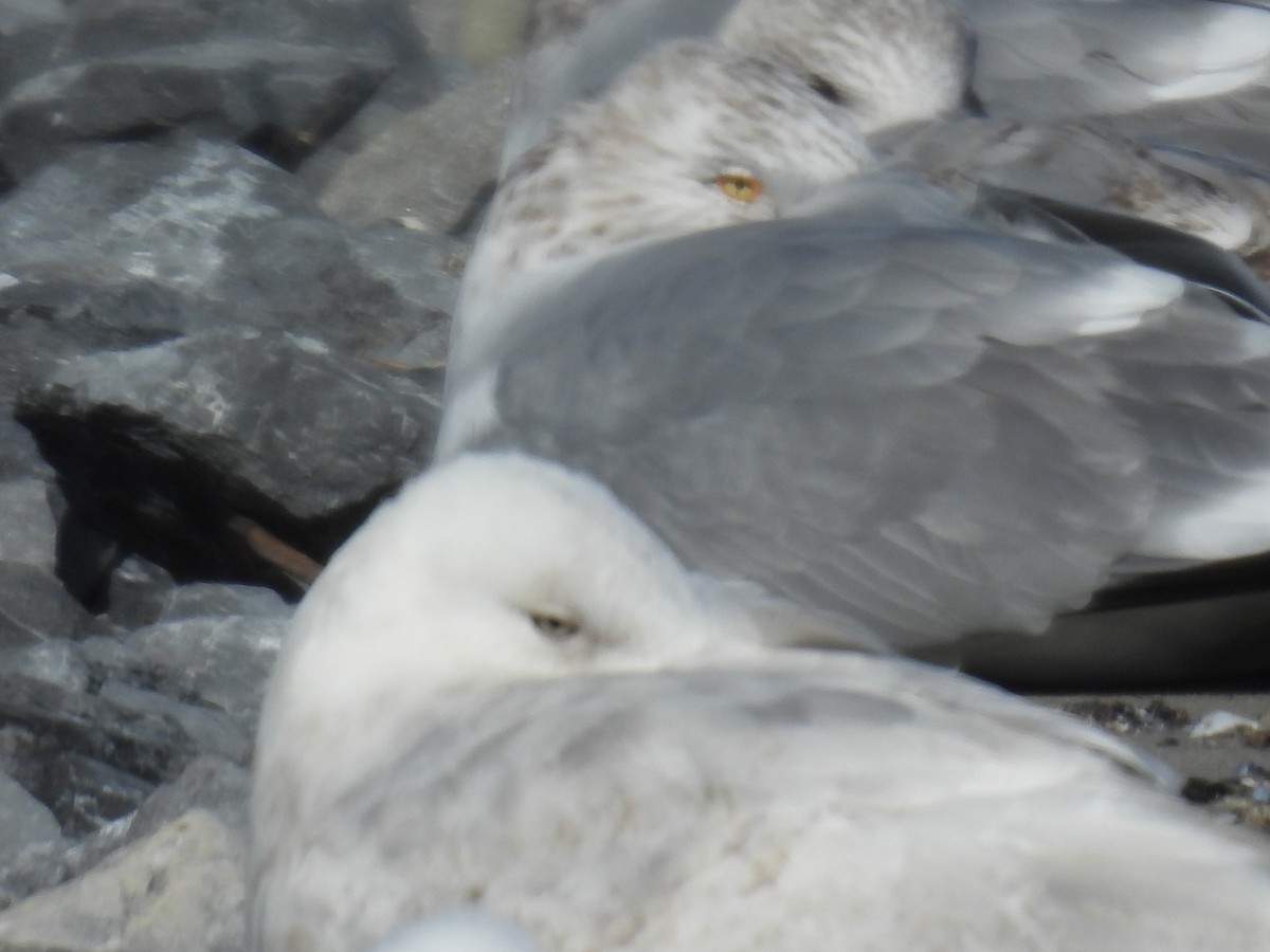 Iceland Gull - ML614904085