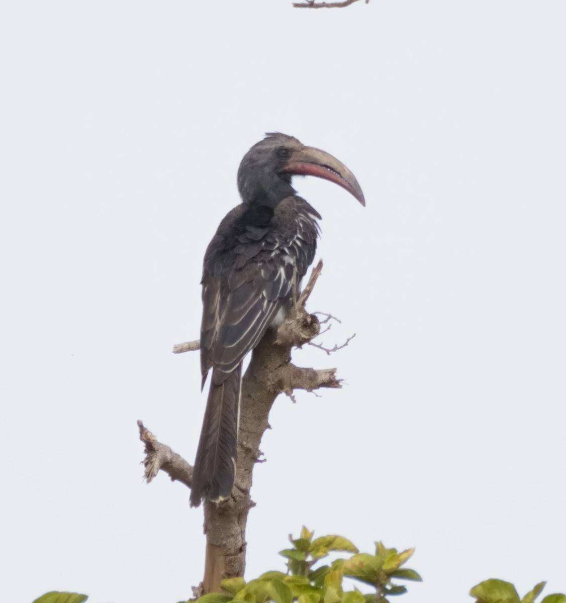 Hemprich's Hornbill - Tracy McLellan