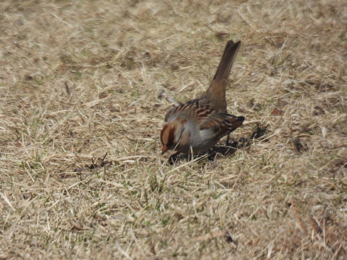 White-crowned Sparrow - ML614904111