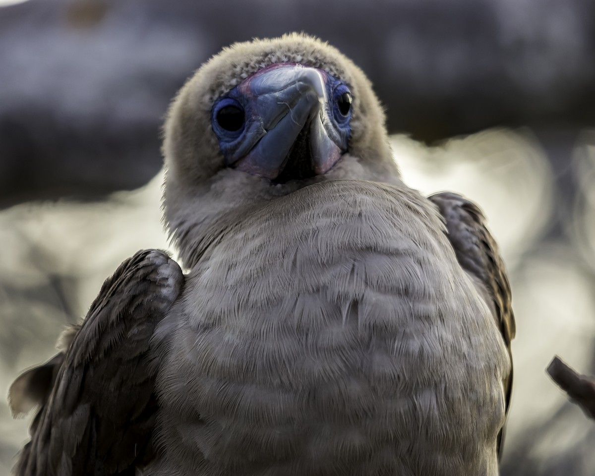 Red-footed Booby - ML614904187