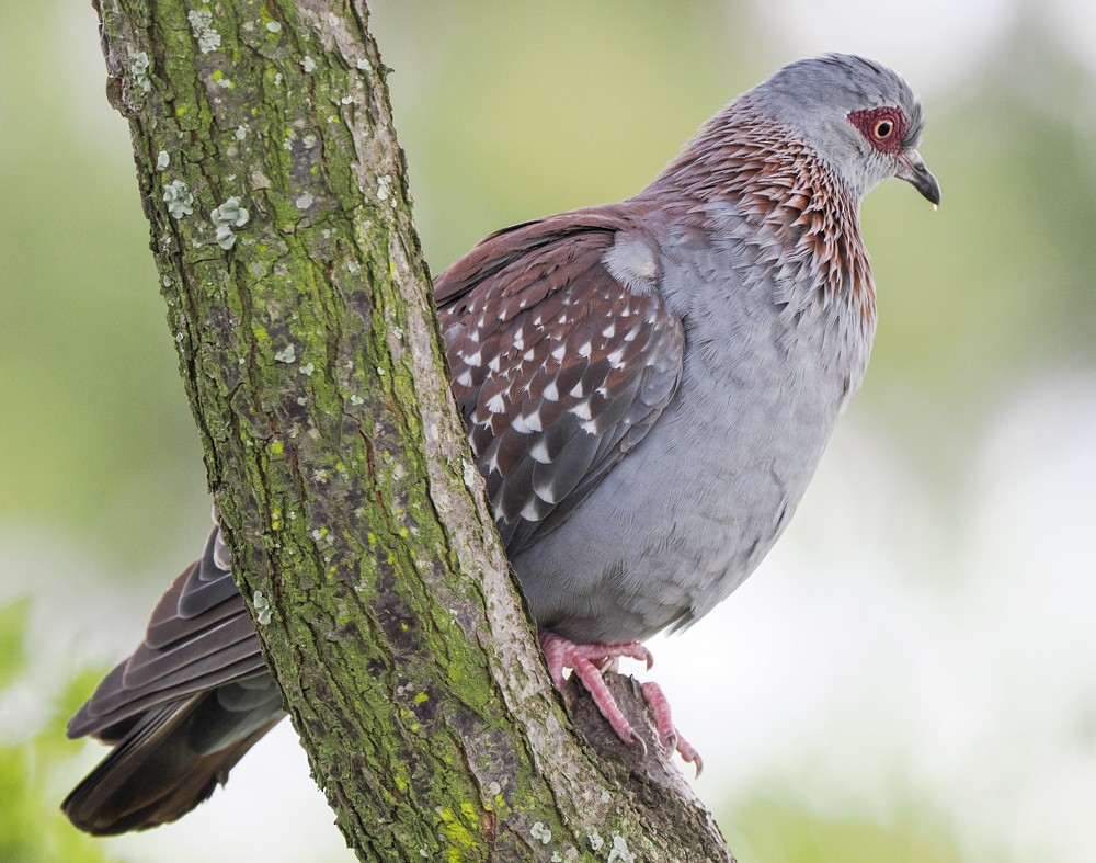 Speckled Pigeon - Eleanor H Sarren