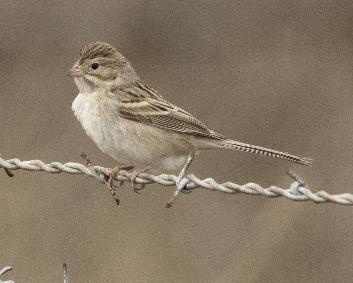 Brewer's Sparrow - Daniel Kelch