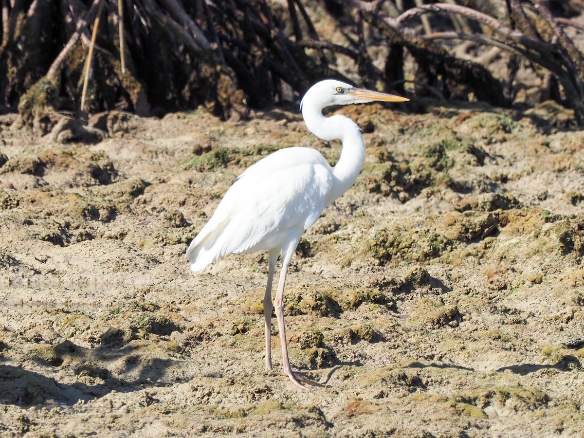 Grand Héron (occidentalis) - ML614904309