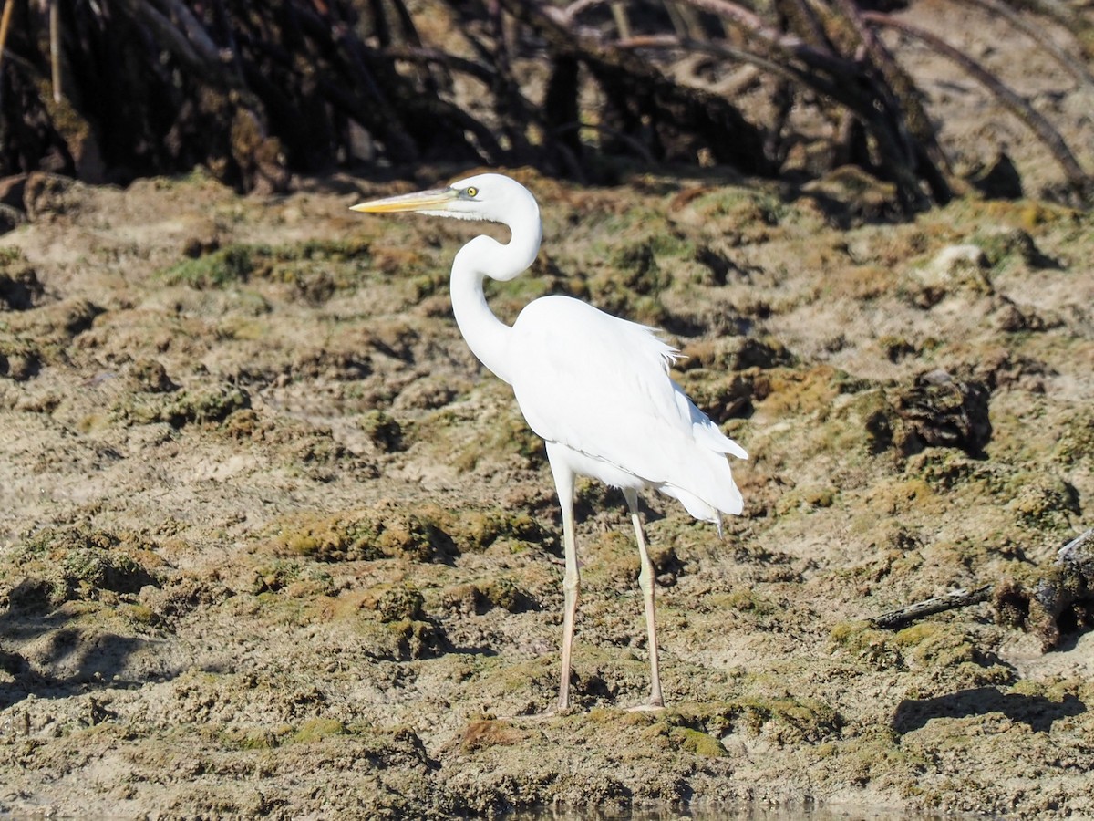 Garza Azulada (occidentalis) - ML614904310