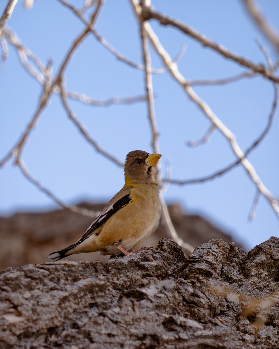 Evening Grosbeak - Jackie Sayet