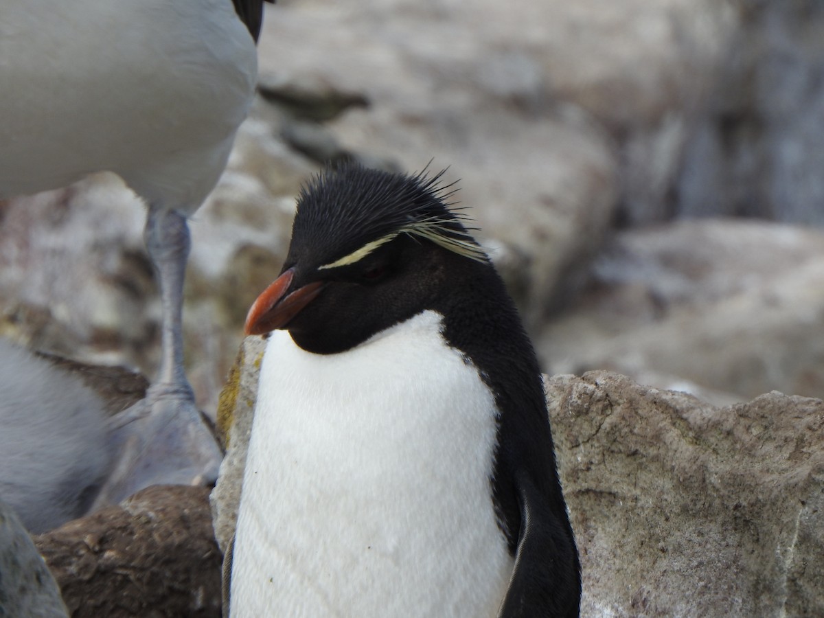 Southern Rockhopper Penguin (Western) - ML614904414