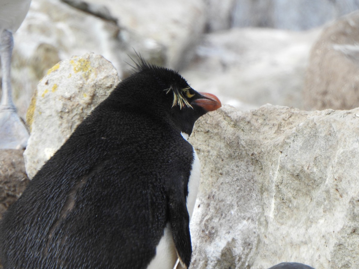 Southern Rockhopper Penguin (Western) - ML614904415