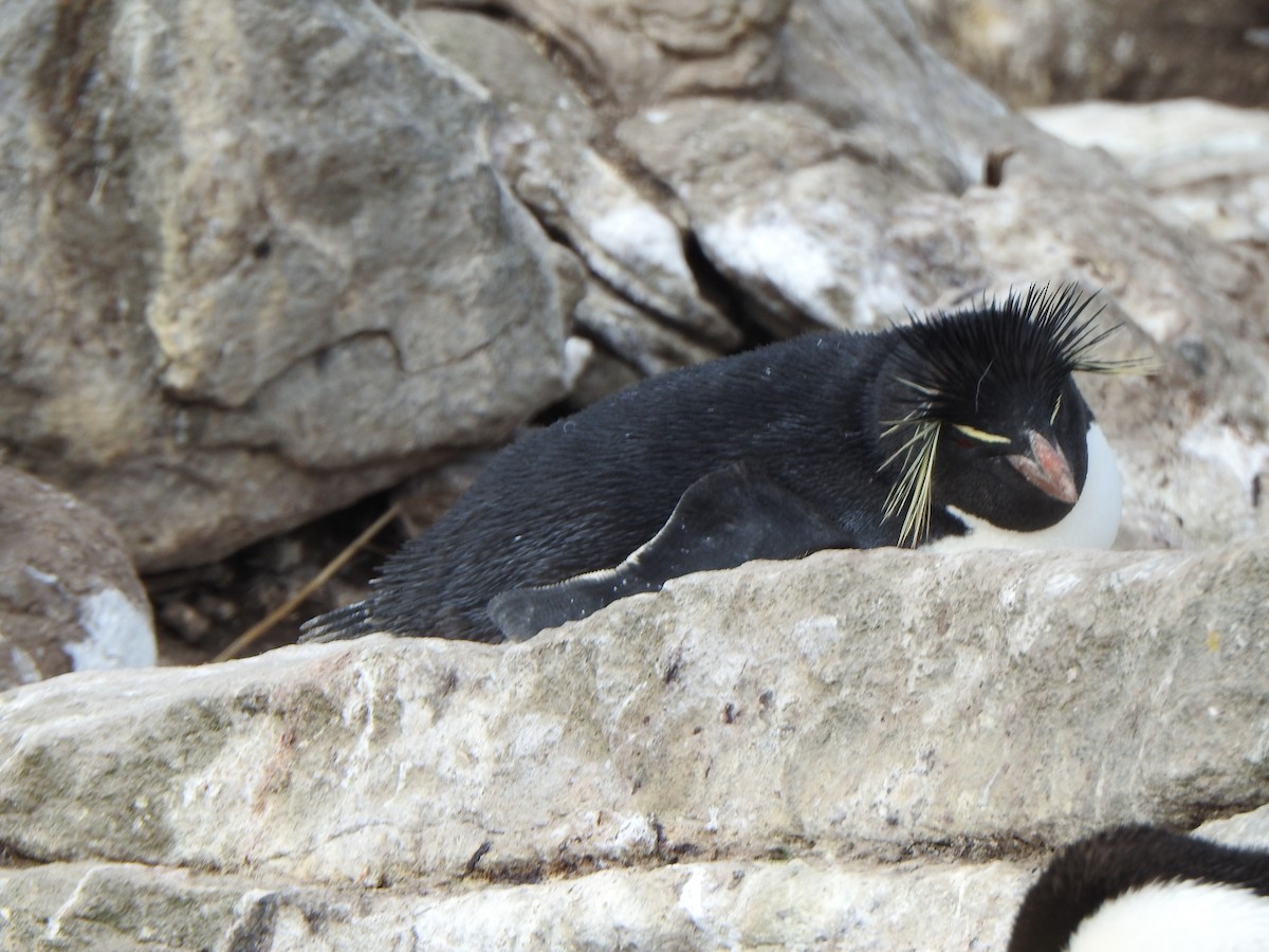 Southern Rockhopper Penguin (Western) - ML614904416