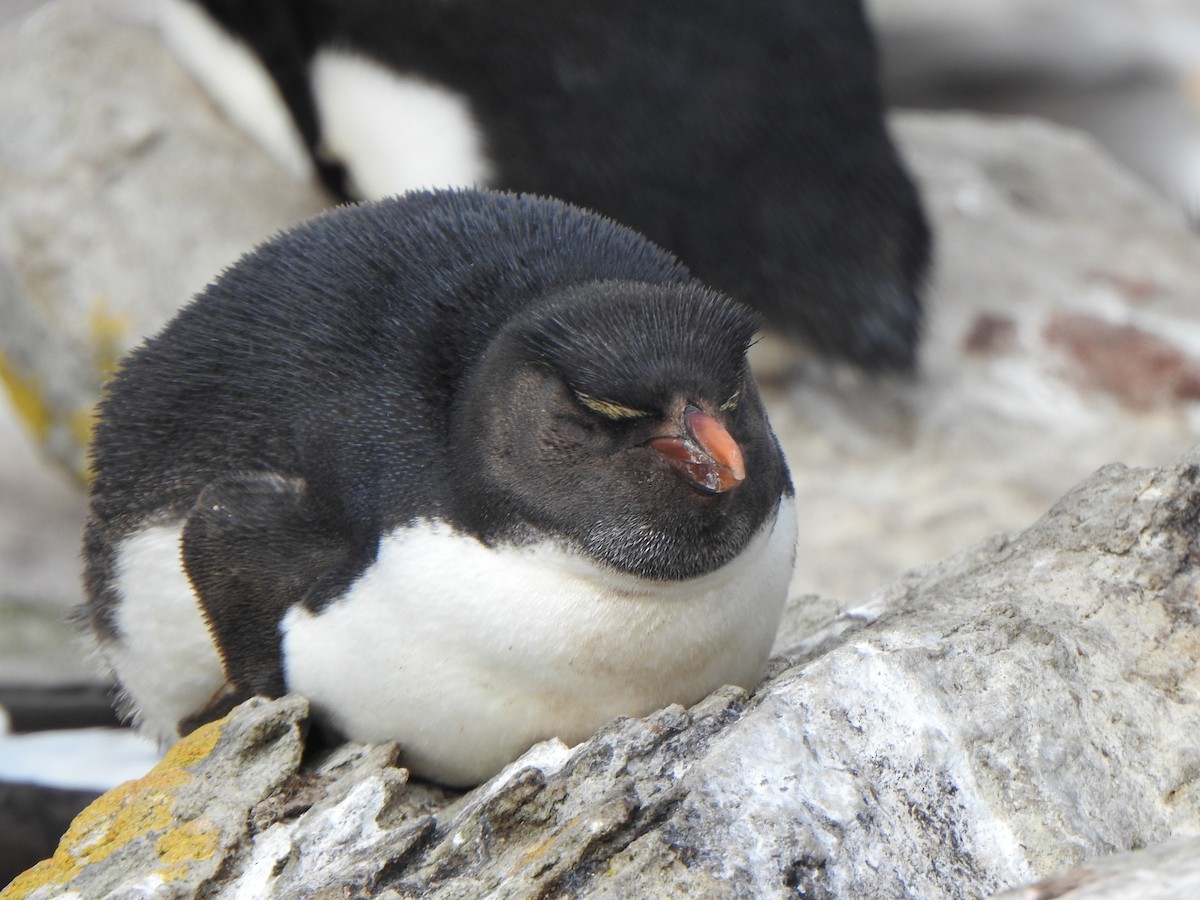 Southern Rockhopper Penguin (Western) - ML614904417