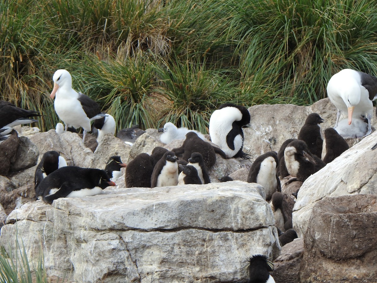 Southern Rockhopper Penguin (Western) - ML614904418