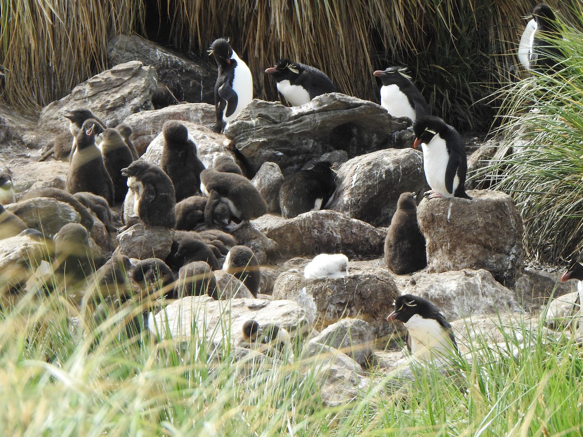 Southern Rockhopper Penguin (Western) - ML614904419