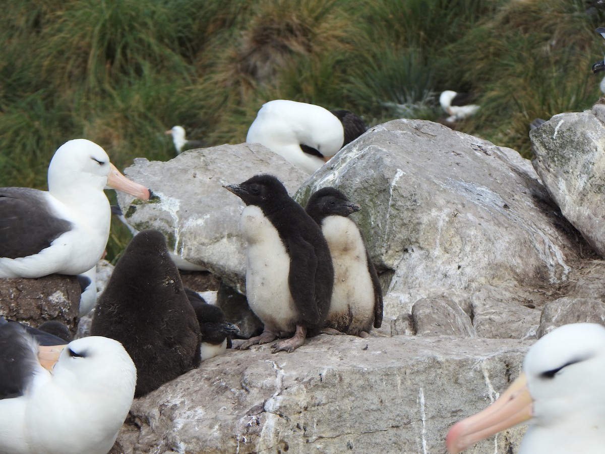 Southern Rockhopper Penguin (Western) - ML614904420