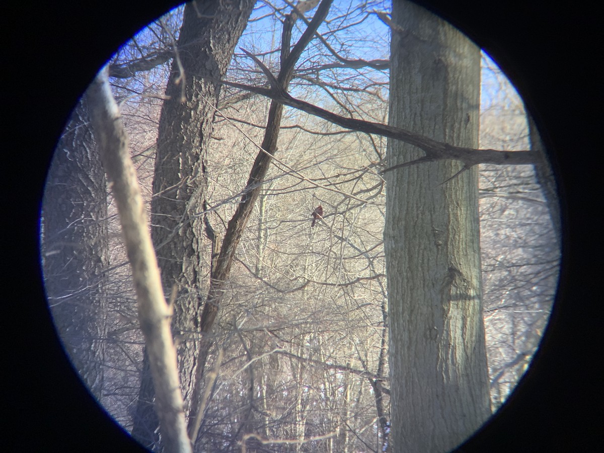 Northern Cardinal - ML614904450