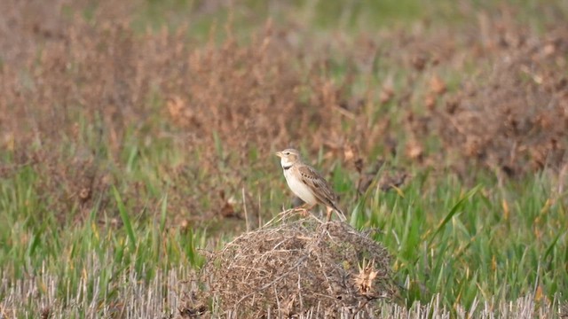 Calandra Lark - ML614904455