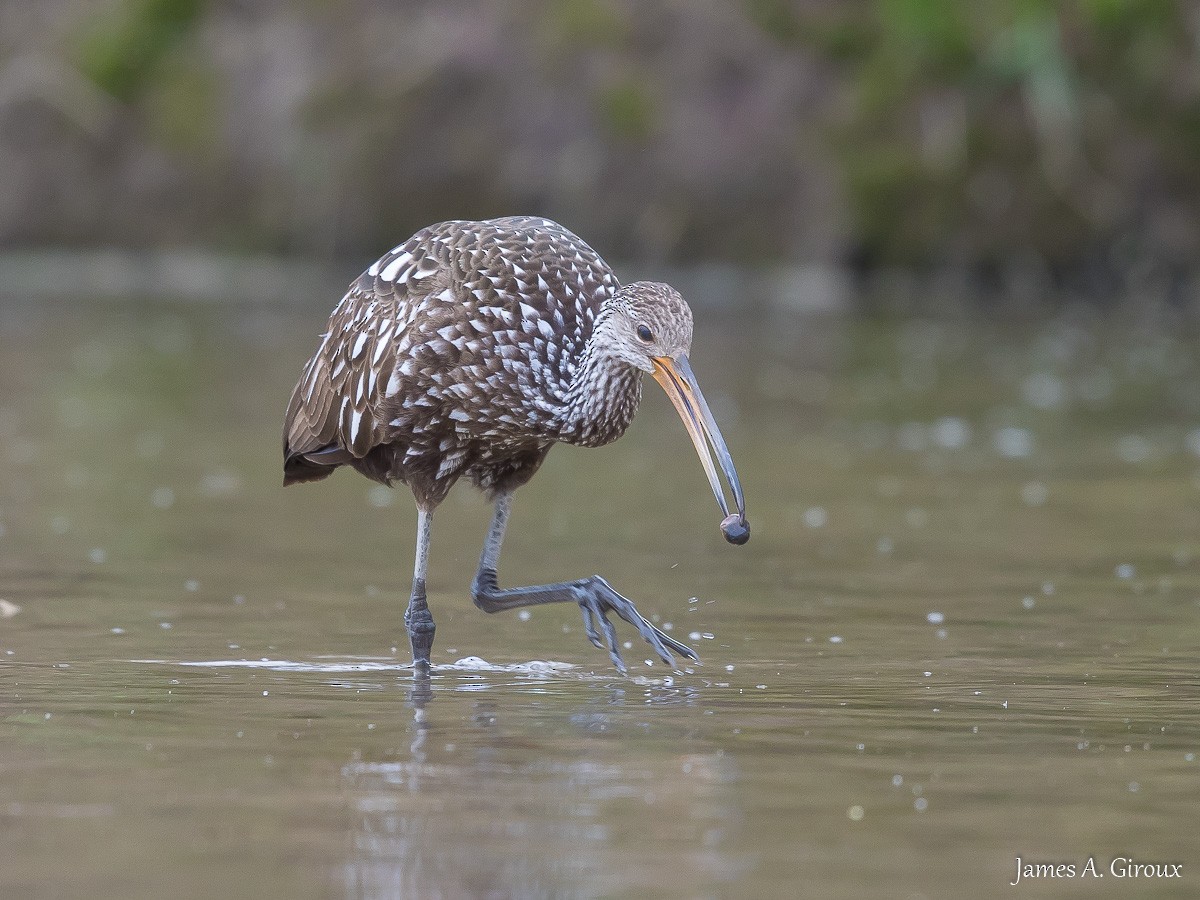 Limpkin - James Giroux