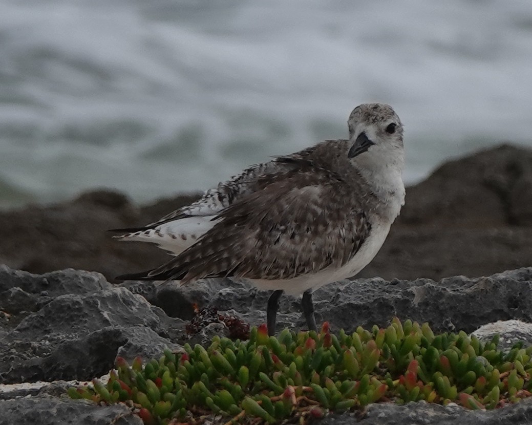 Black-bellied Plover - ML614904599