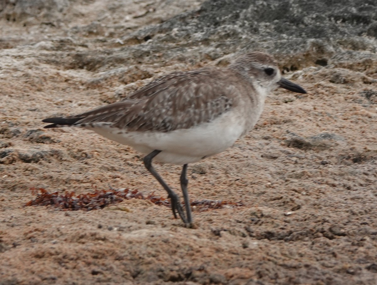 Black-bellied Plover - ML614904600