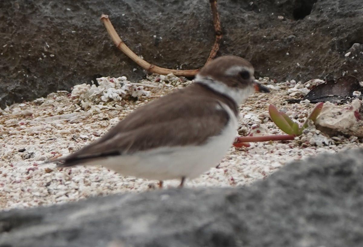 Semipalmated Plover - ML614904614