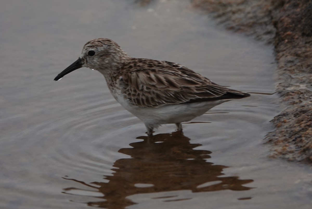 Least Sandpiper - ML614904695