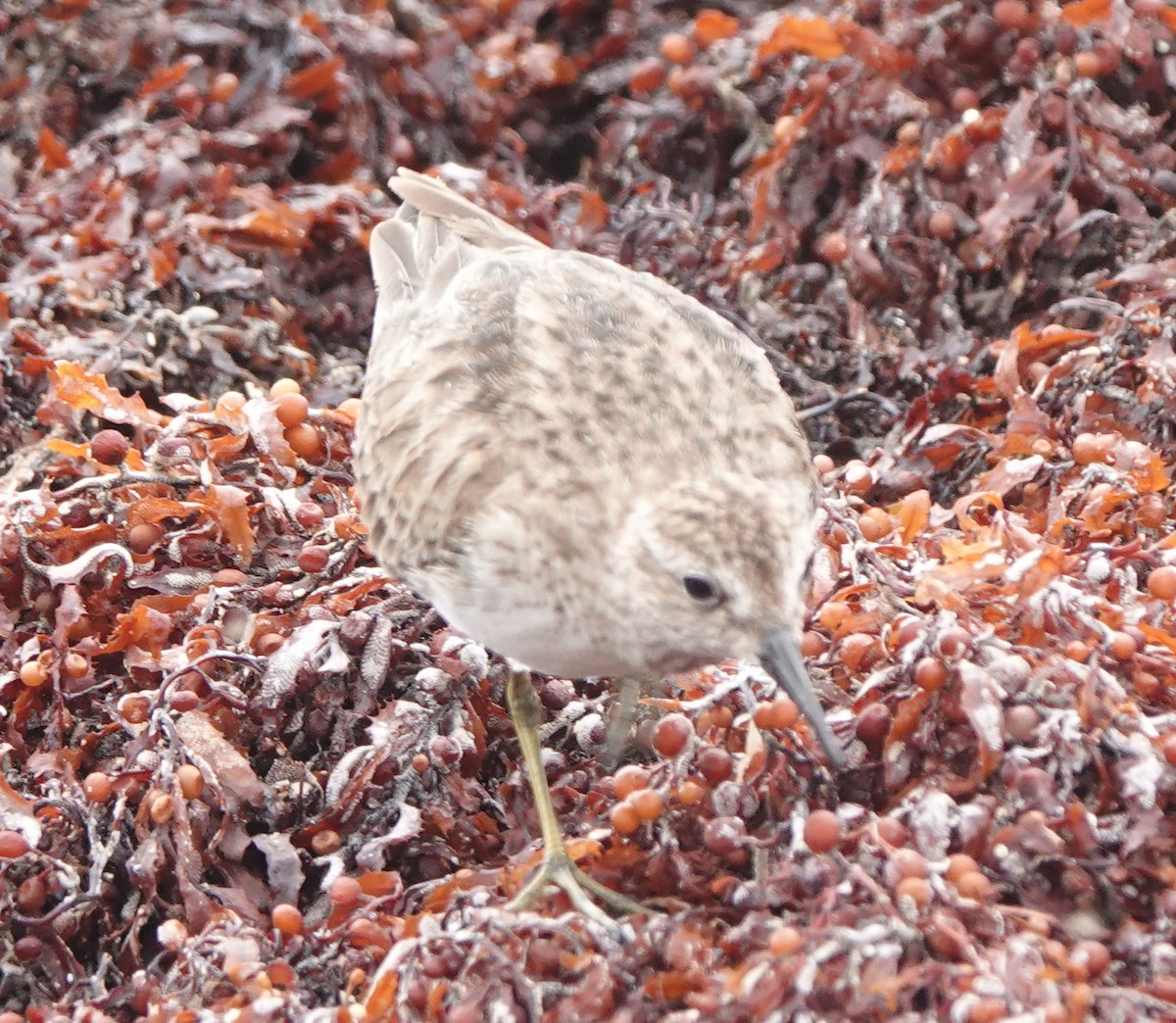 Least Sandpiper - ML614904696