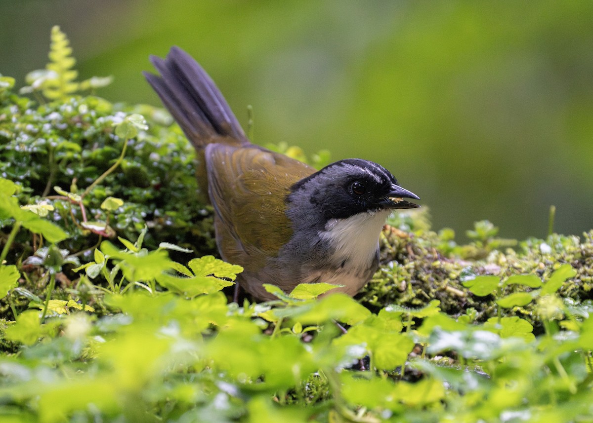 Gray-browed Brushfinch - ML614904706