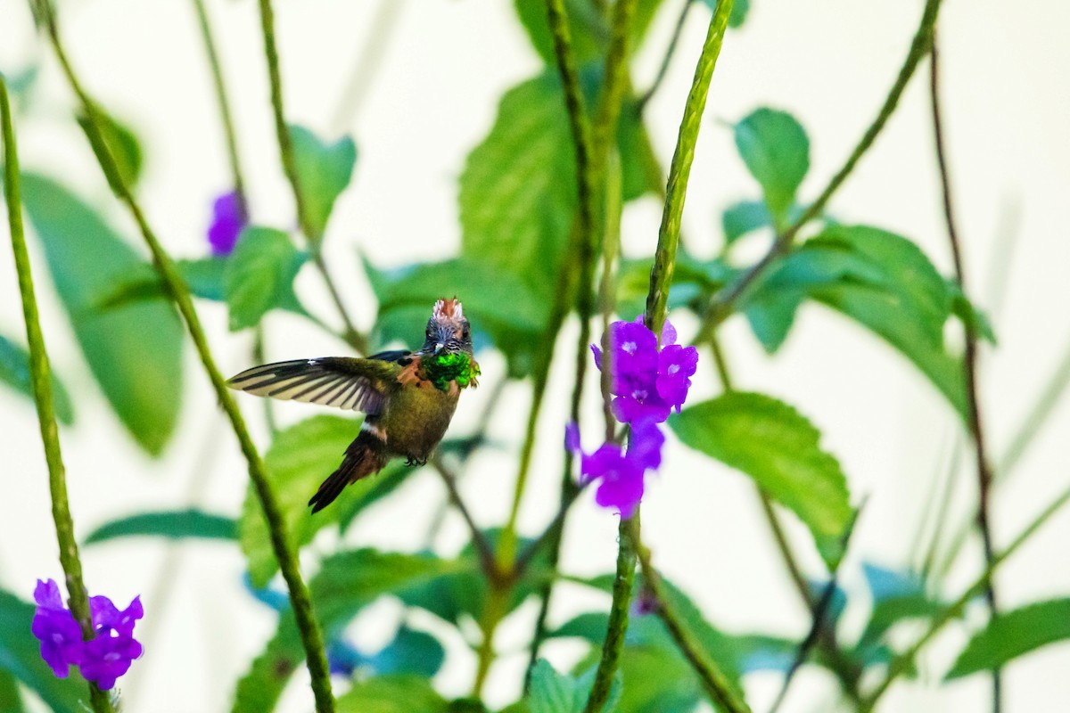 Tufted Coquette - ML614904788