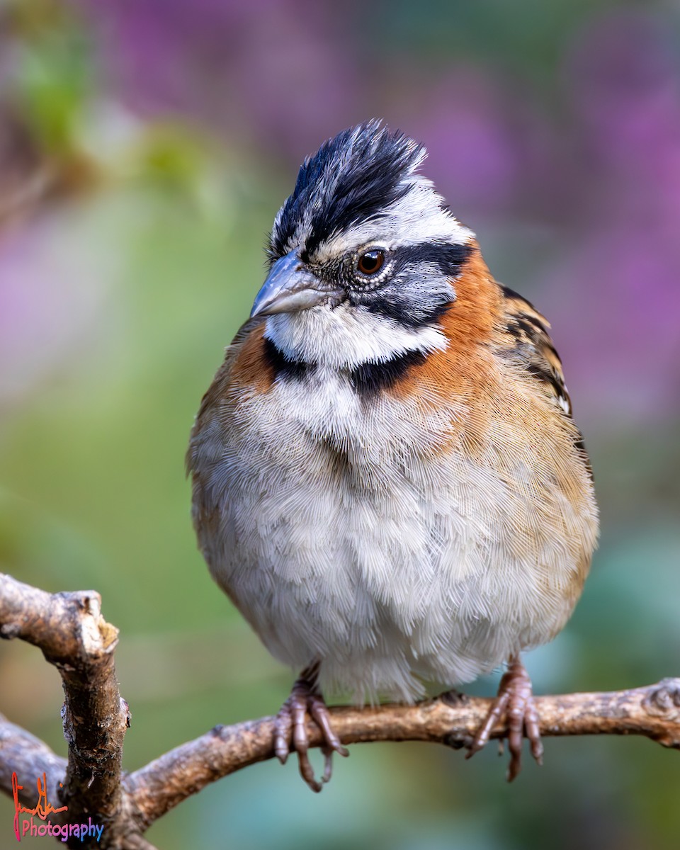 Rufous-collared Sparrow - Jim Gain